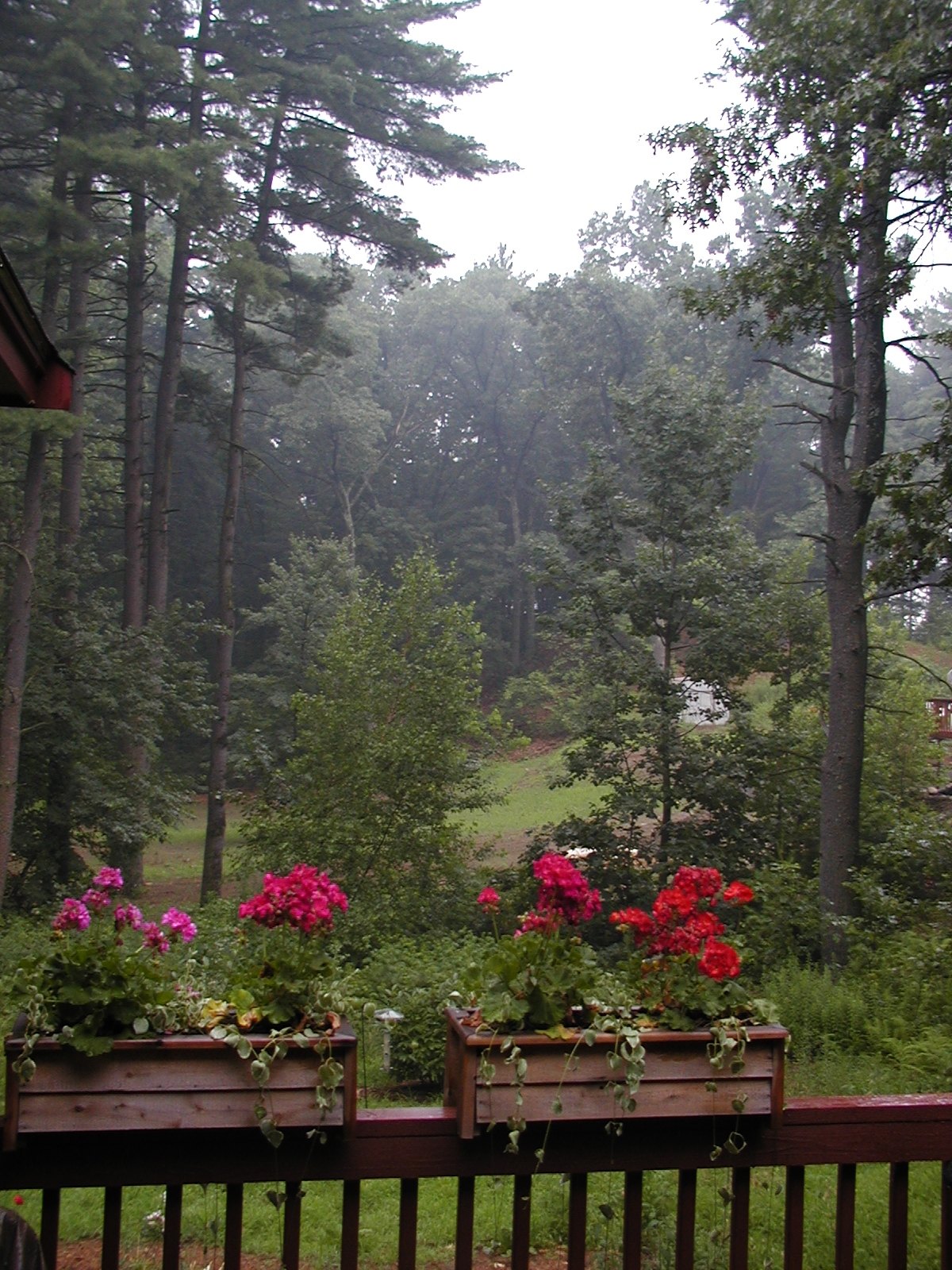 View from our deck of fog after a rainstorm