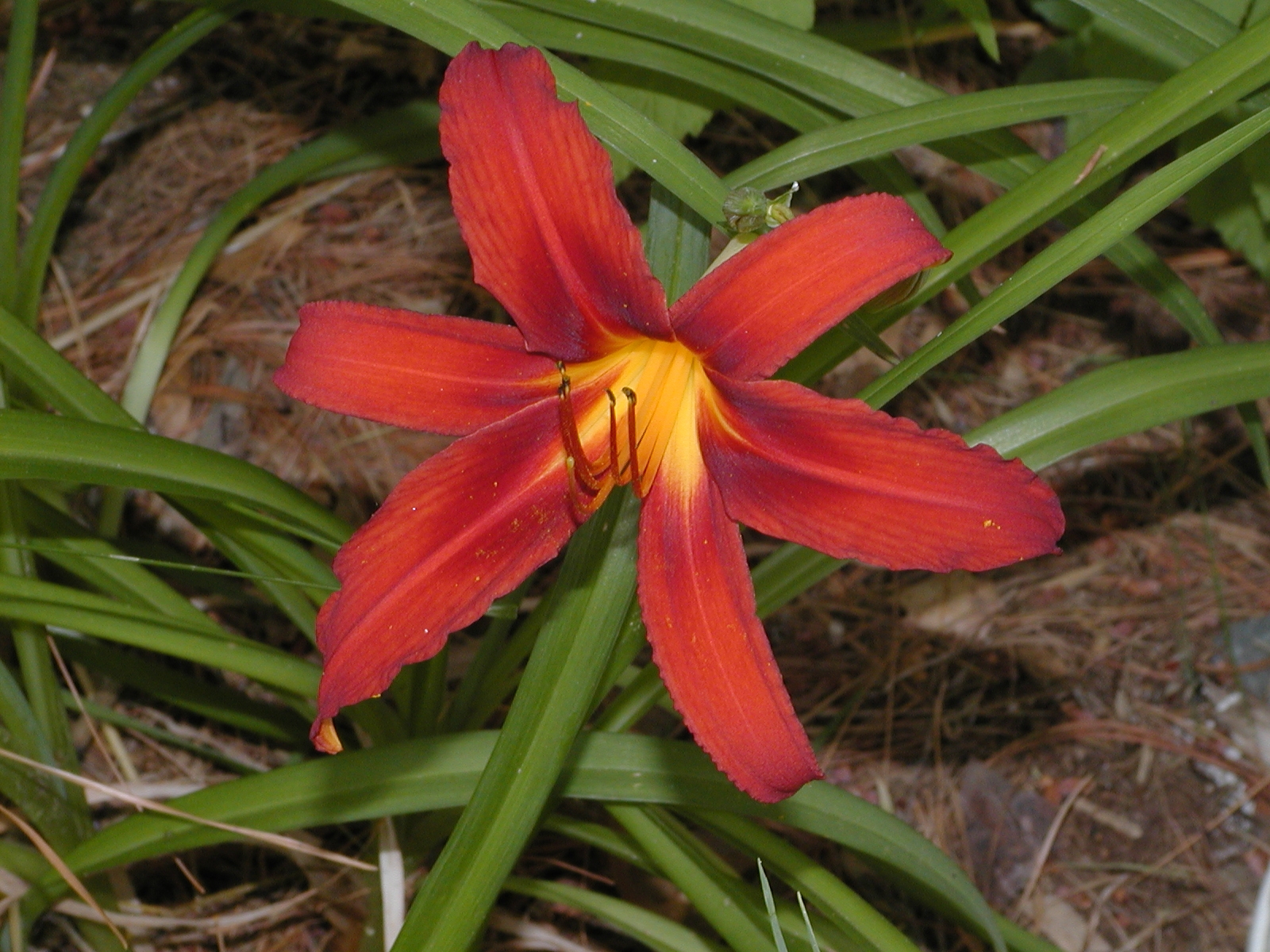 Lily #2