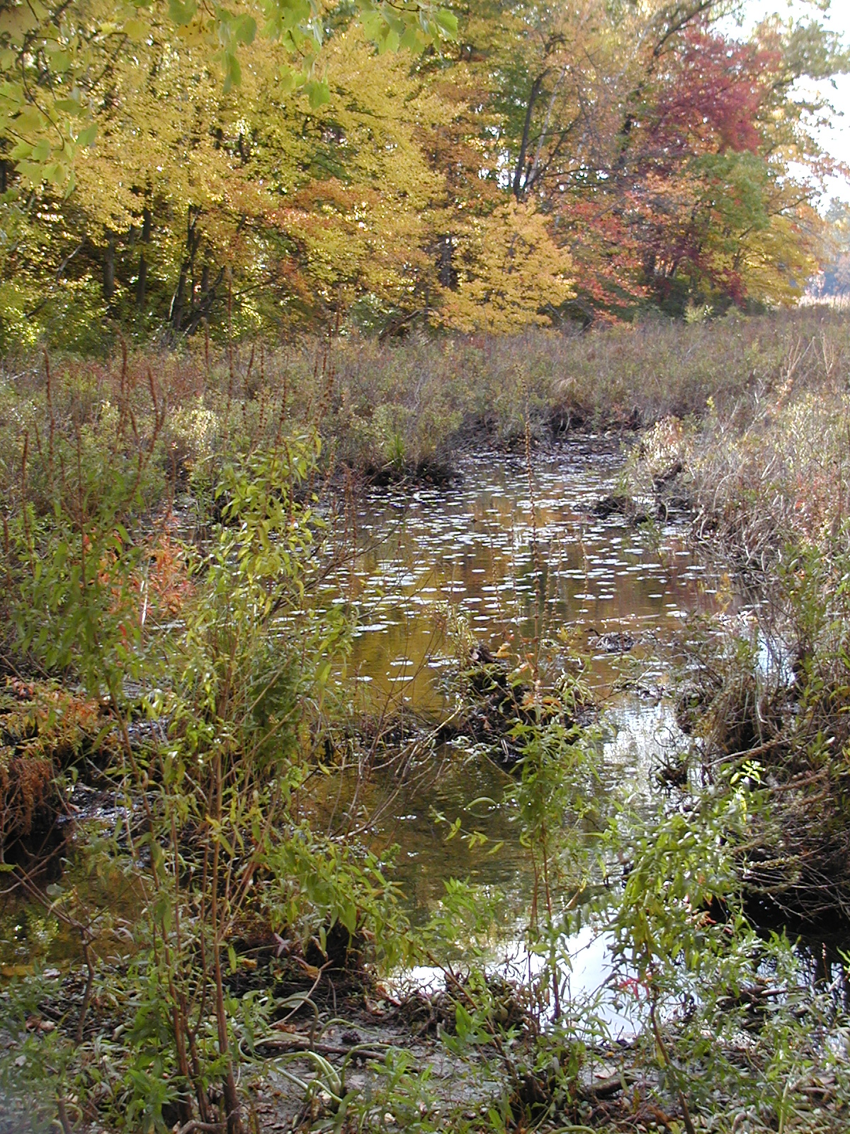 Spectacle pond in fall #5