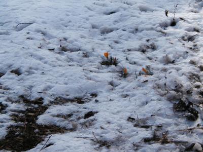 Flowers in the snow #2