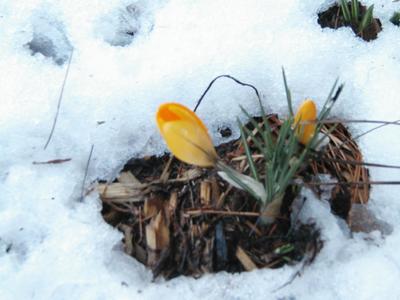 Flowers in the snow #5