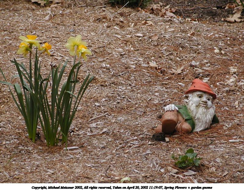 Spring Flowers + garden gnome