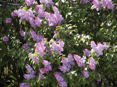 Lilacs #3