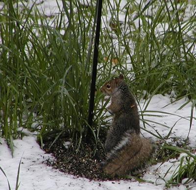 Squirrel in snow #2