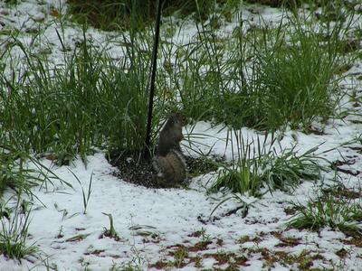 Squirrel in snow #3