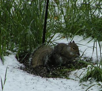 Squirrel in snow #4