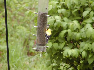 Bird at feeder #4
