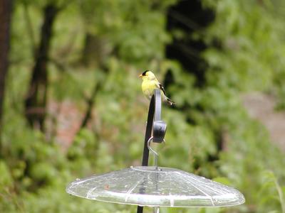 Bird on top of the feeder