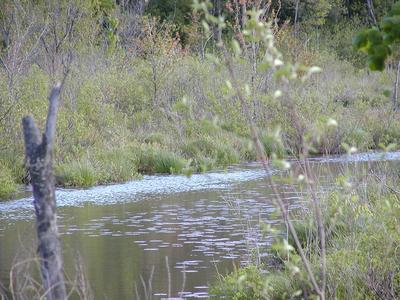 Beaver Brook stream