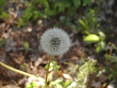 Dandelion seeds #4