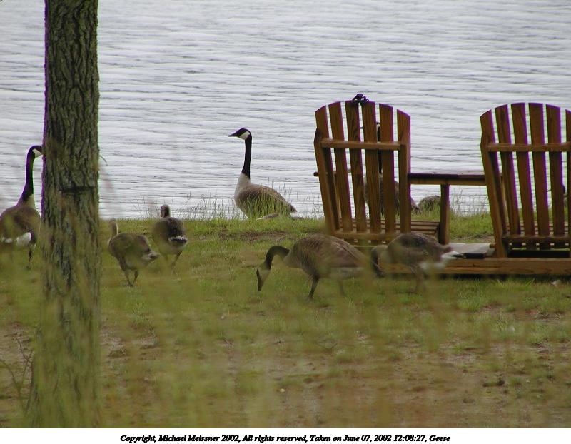 Geese #5