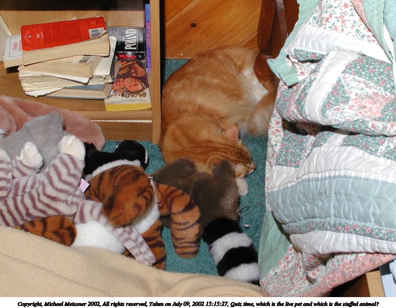 Quiz time, which is the live pet and which is the stuffed animal? #2
