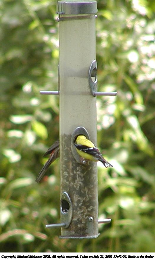 Birds at the feeder #2