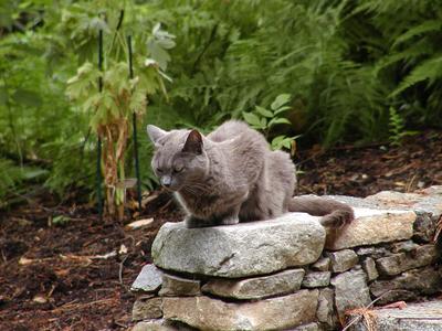Some people have stone lions upon their stairs, we have gray and grumpy.... #4
