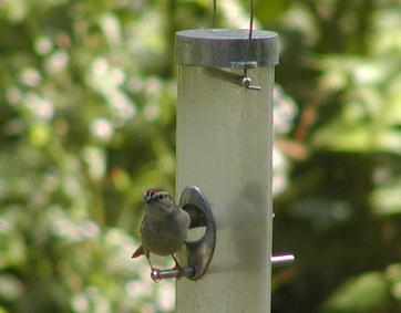 Bird at the feeder #2