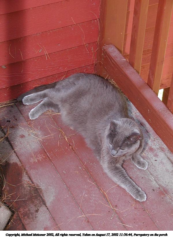 Purrgatory on the porch