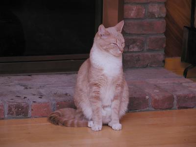 Fireplace kitty #3