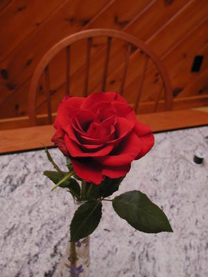 Lizzie's rose #2