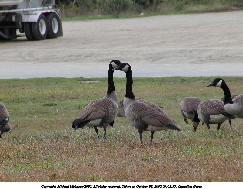 Canadian Geese #2
