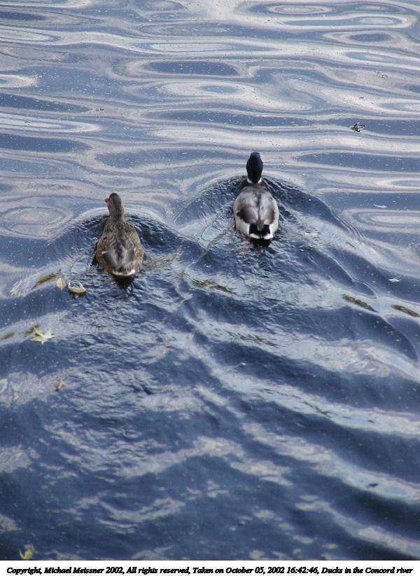 Ducks in the Concord river