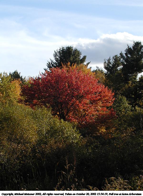 Fall tree at Acton Arboretum #2
