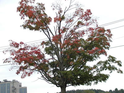 Tree that has halfway turned red #3