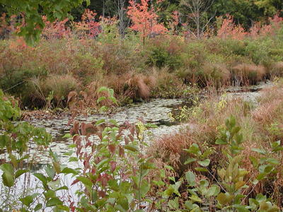 Fall at Bennets Brook