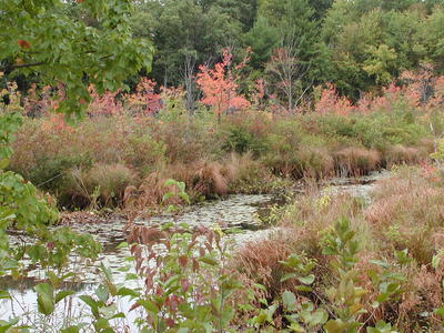 Fall at Bennets Brook #2
