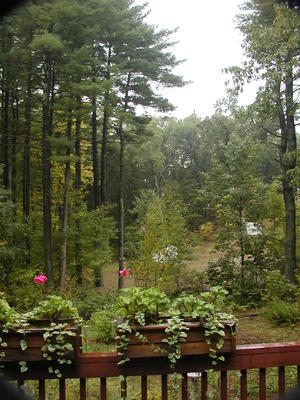 Our backyard in a drizzle #2