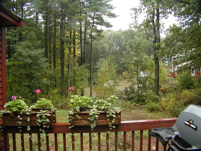 Our backyard in a drizzle #4