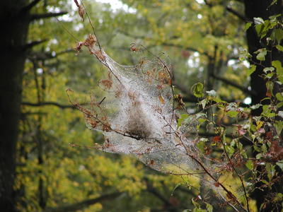 Caterpillar web in the rain #2