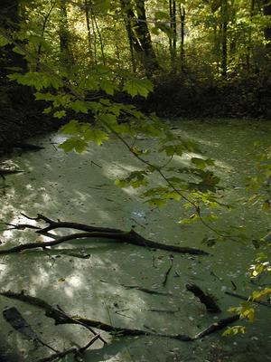 Algae covered pond #2