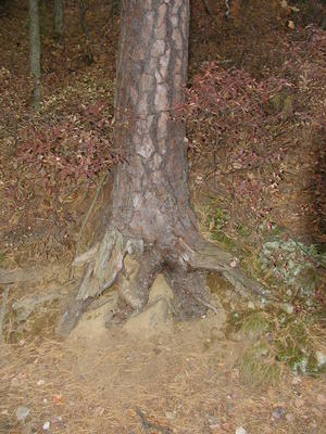 Tree roots #2