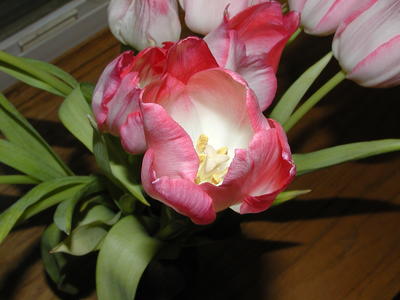 Tulips #2
