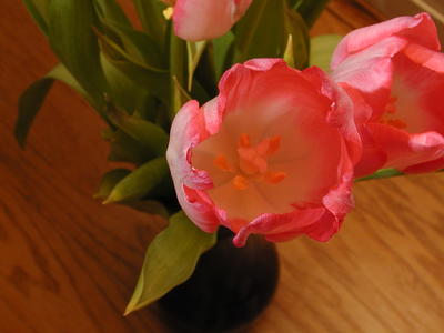Tulips #6
