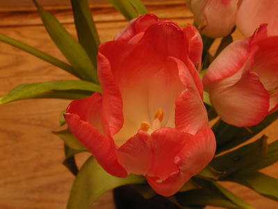 Tulips #8