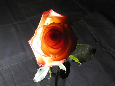 Rose #3