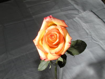 Rose #6