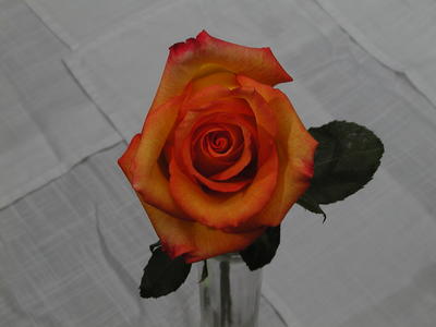 Rose #8