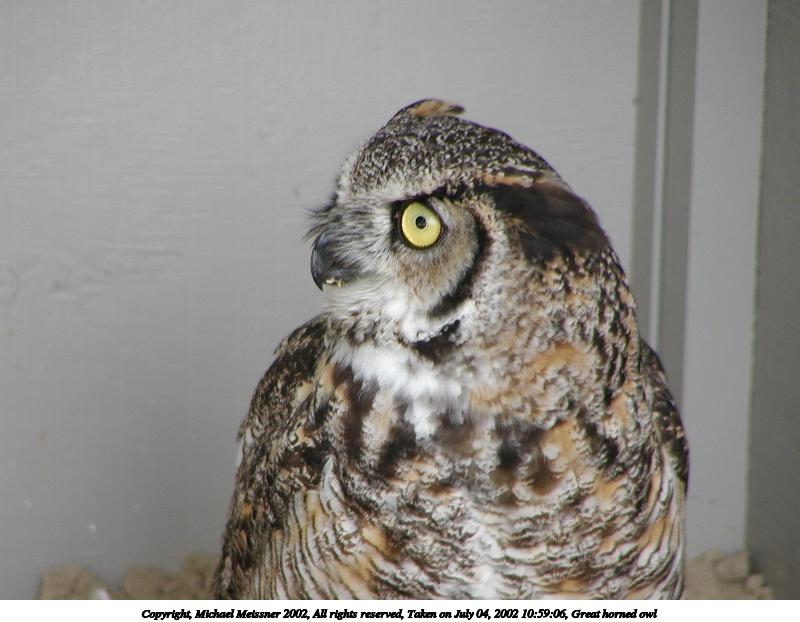 Great horned owl #3
