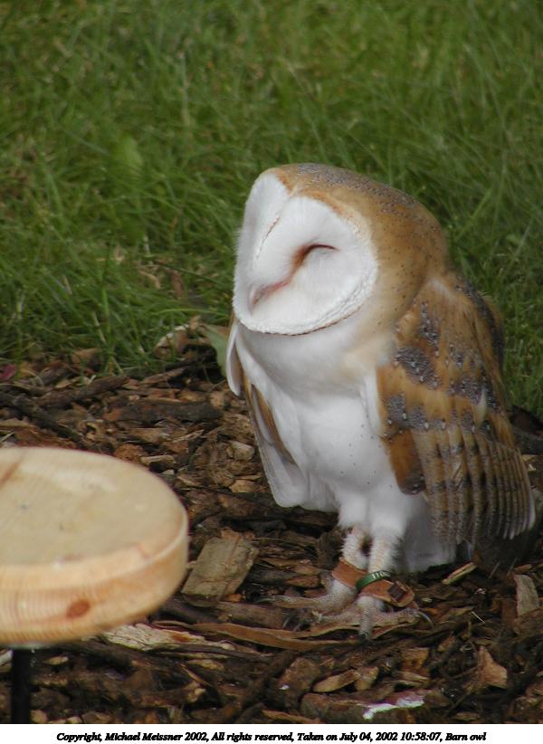 Barn owl #3