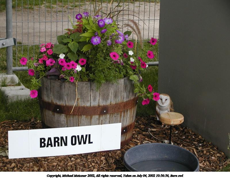 Barn owl #4