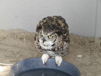 Great horned owl #2