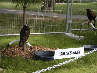 Harlan's hawk #2