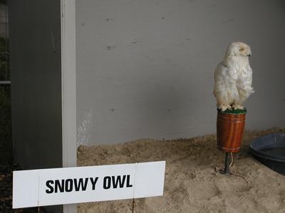 Snowy owl #5