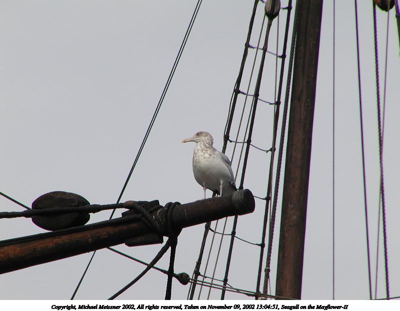 Seagull on the Mayflower-II #2