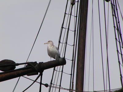 Seagull on the Mayflower-II