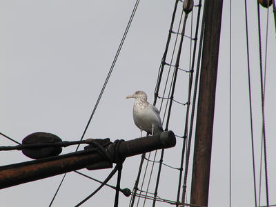 Seagull on the Mayflower-II #2