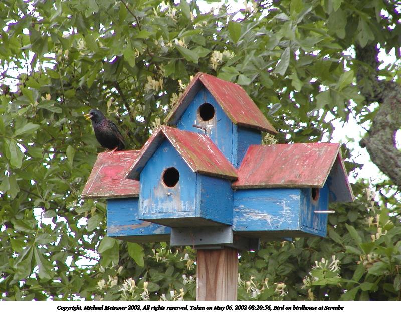 Bird on birdhouse at Serenbe