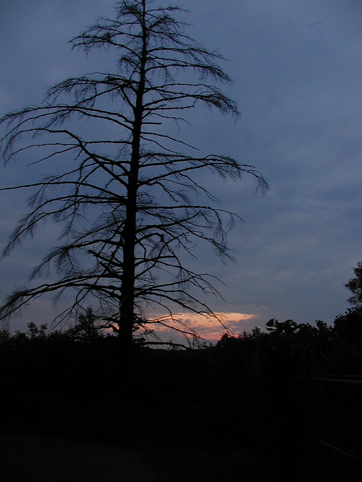 Tree at sunset